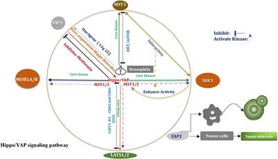 Research Progress on the Regulation Mechanism of Key Signal Pathways Affecting the Prognosis of Glioma